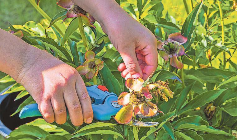 Your guide to deadheading
