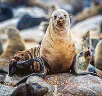TV star Ricky blasts seal penis trade