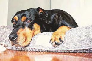 Heatwave warning to protect 'furry friends'