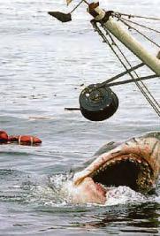 Jaws was really somefin