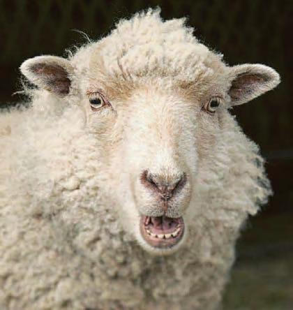 EWE STINKER!