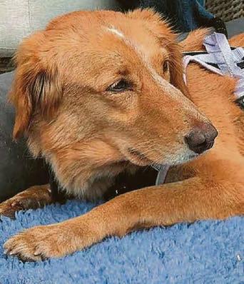 Rescued retriever's 100-mile adventure