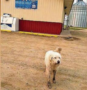 It's trekfast time for hungry hound