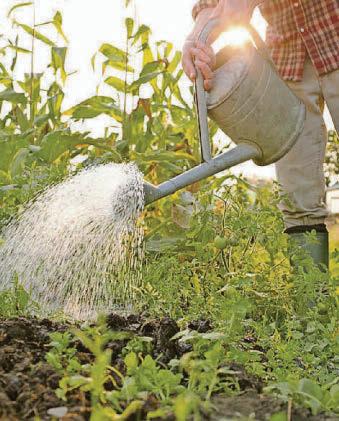 Barking up the right tree