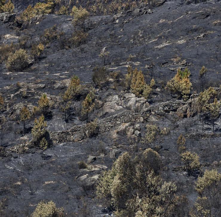 WILDFIRES COULD BE ON WAY TO IRELAND NEXT...