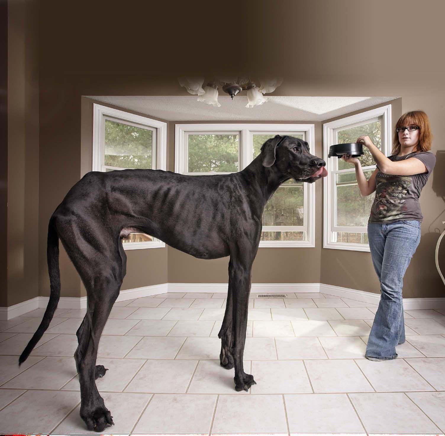 That's a big dog...