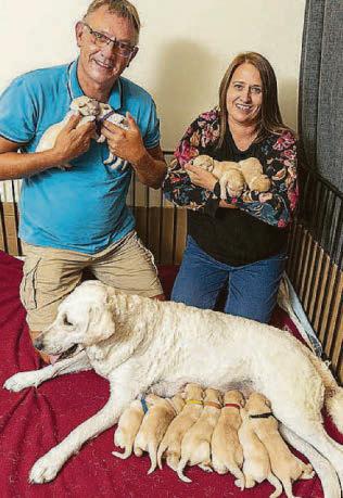 From doggy daycare to busy puppy creche