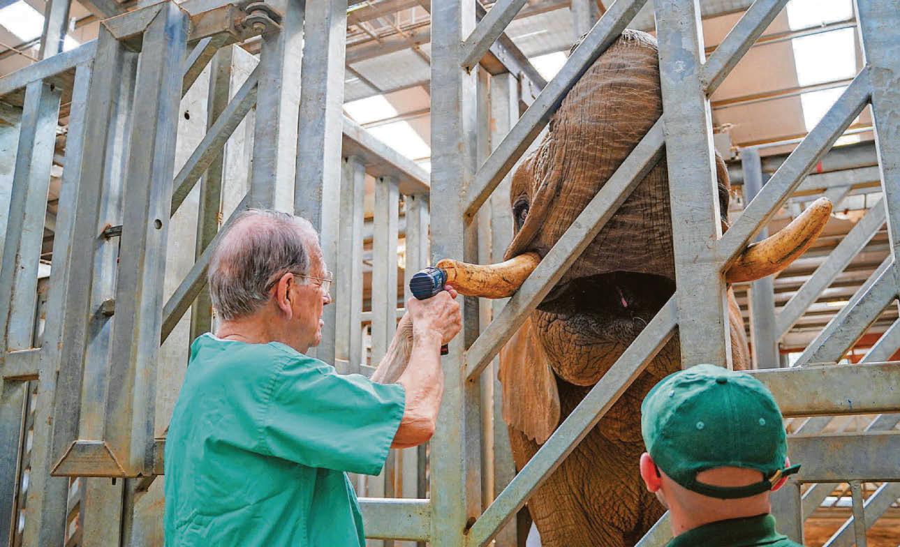 Elephant dentist Peter is up to tusk