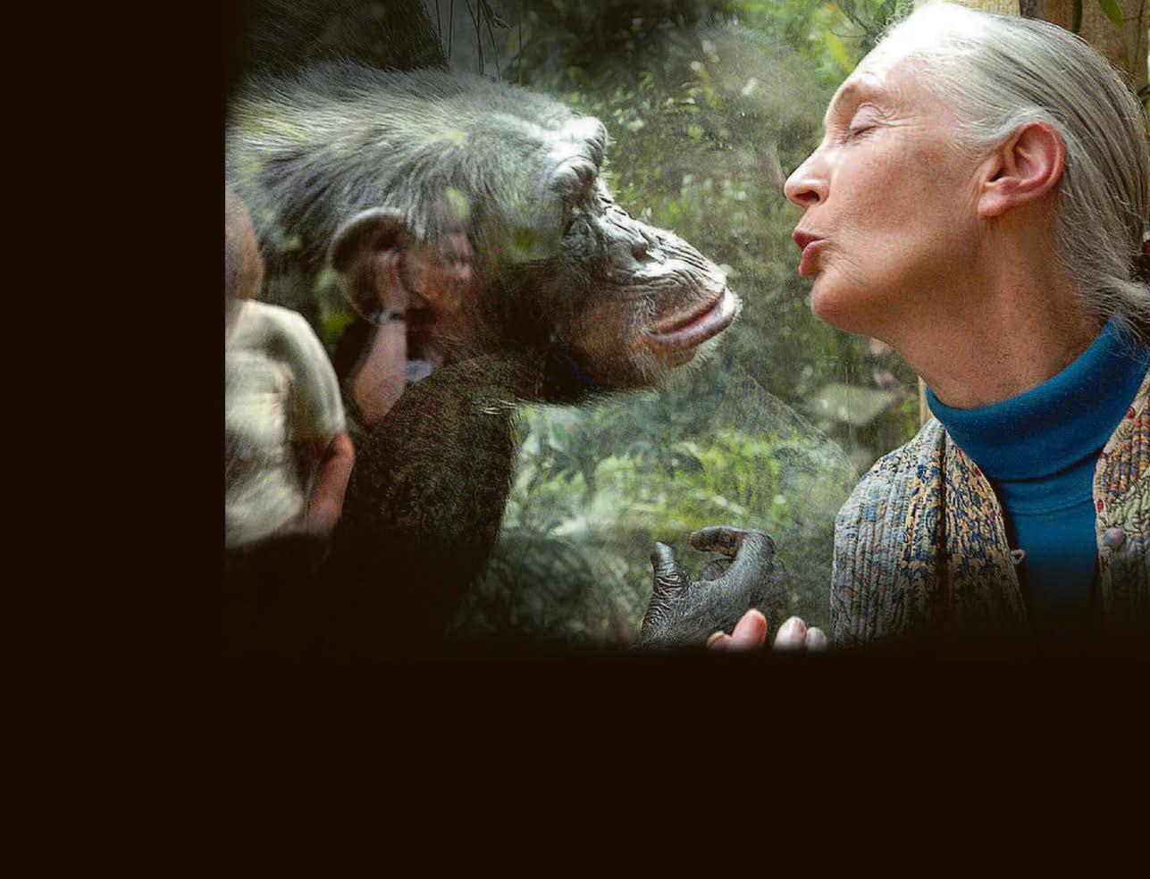 Chimp expert Jane dies at 91