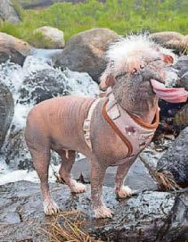 Be pooch positive