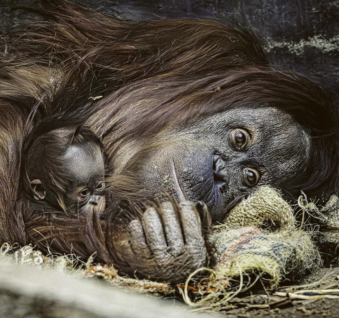 Baby ape is a new hope
