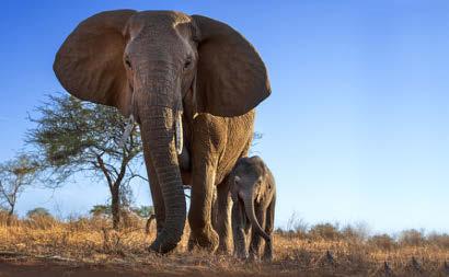 Stumble walks tall