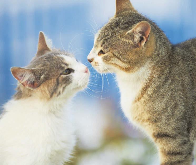 Is cat parvo on rise?
