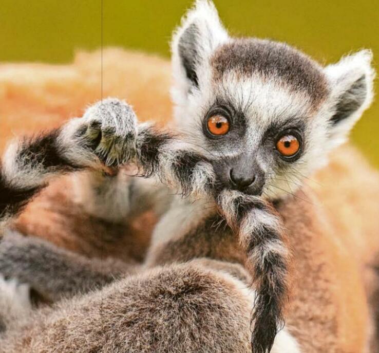 BIT OFF LEMUR THAN HE CAN CHEW