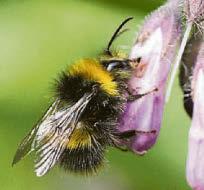 Bees getting a buzz out of Morse code