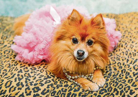 My mother-in-law prefers dog over seeing her family