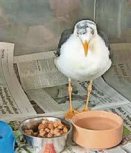 SWASTIKA-DAUBED GULL HORROR
