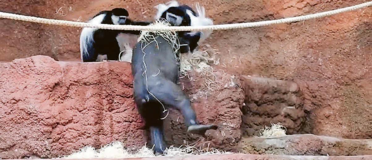 GORILLA'S NOT IN THE MIDST..