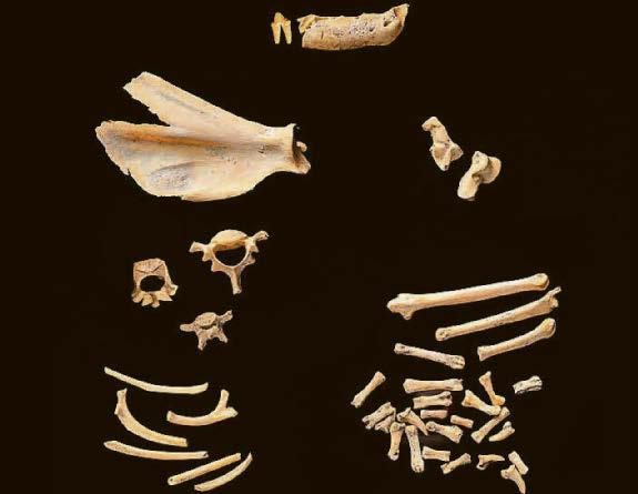 Wildcat cave find tells a tail as old as time
