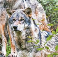 Youth not howling mad about possible return of wolves..
