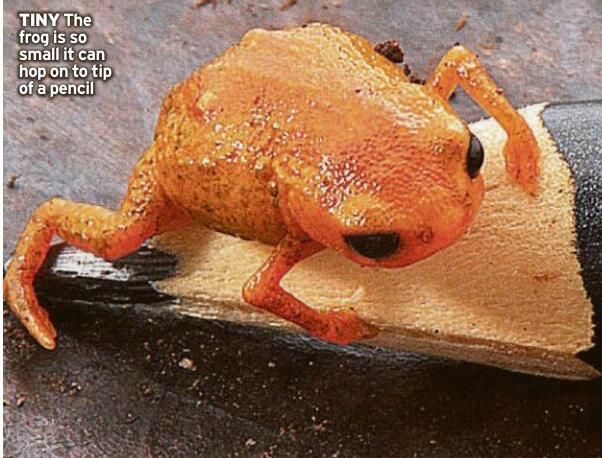 Mini frog faces sharp end of climate change