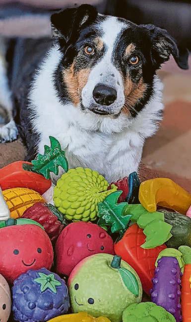 CANINE-STEINS