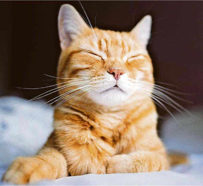 Viral perils for tomcat