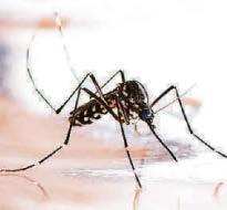 'Treat insect extinction as emergency'