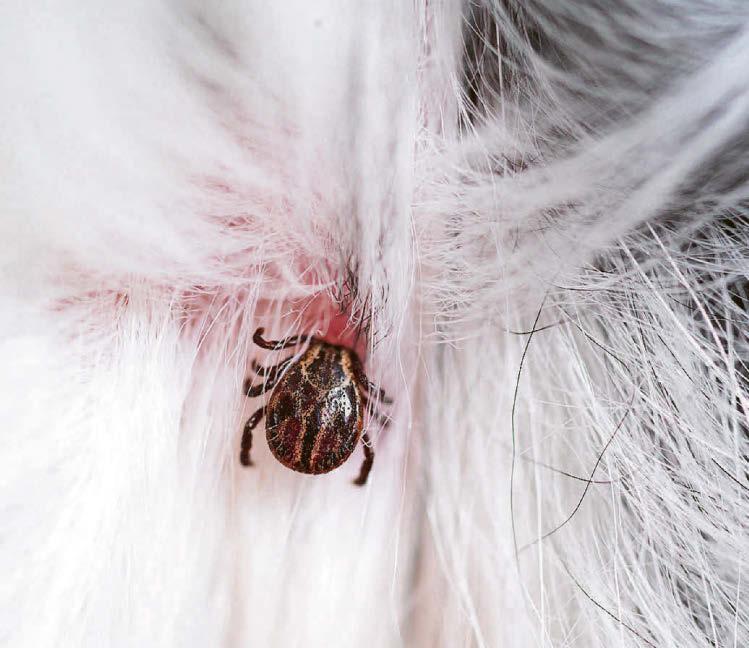 Tick list for prevention