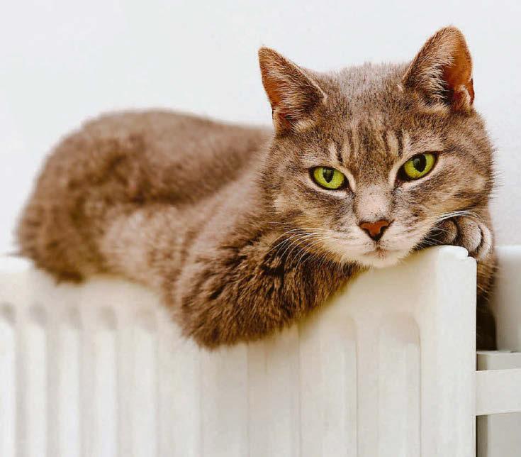 Weight-loss risk in cats