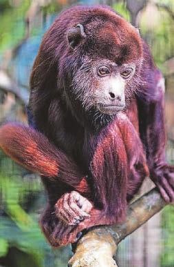 Dublin Zoo reopening historic Rainforest House