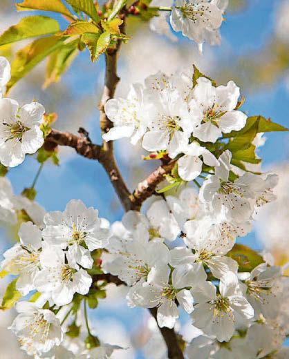 Blossom into life this April