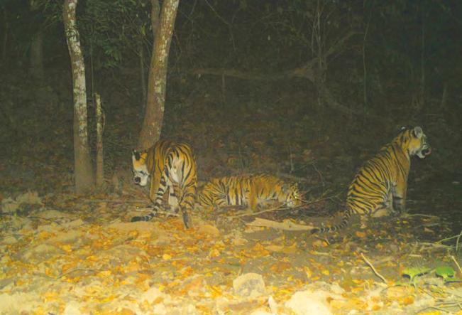 Tiger, cubs spotted in Tak reserve