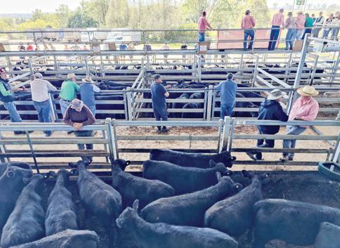 Australian beef industry looks like a tariff winner