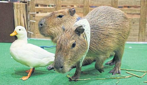 Jungle adventure runs until Sunday