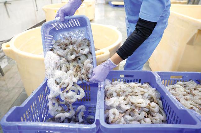 Indian shrimp exports in troubled waters after Trump tariffs