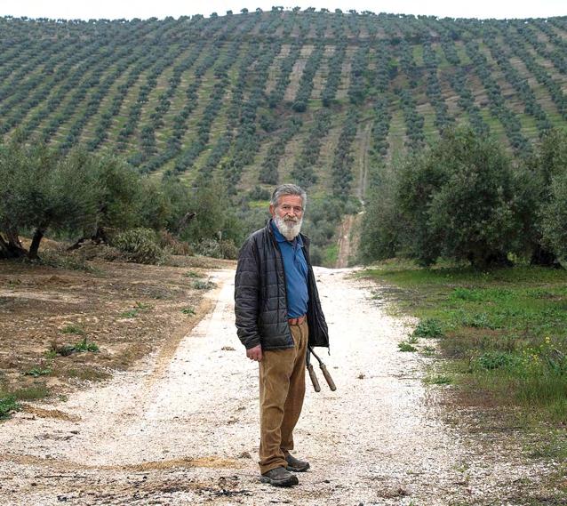 Solar park boom threatens Spain's centuries-old olive trees