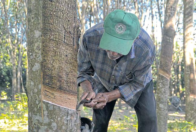 Rubber farmers ask for aid amid crunch