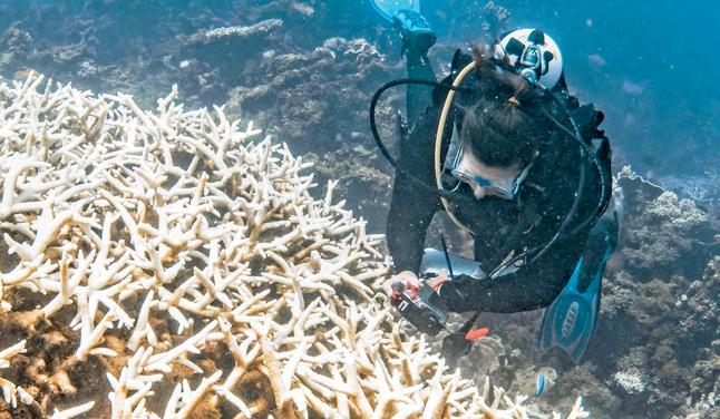 Coral bleaching hits 84% of world's reefs