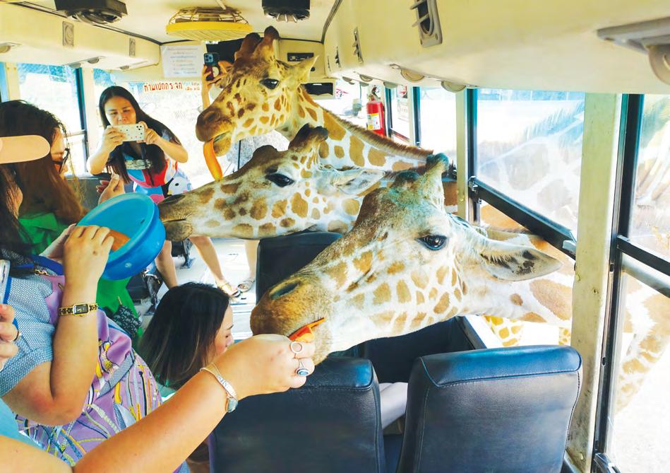 Domestic tourist subsidy faces delay