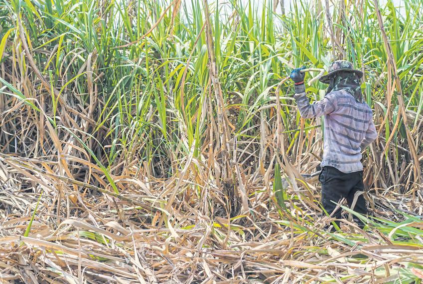 Banks help sugar farmers combat PM2.5