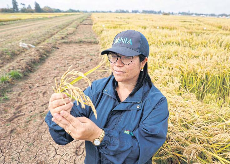 Drought-hit Chile finds less-thirsty rice strain