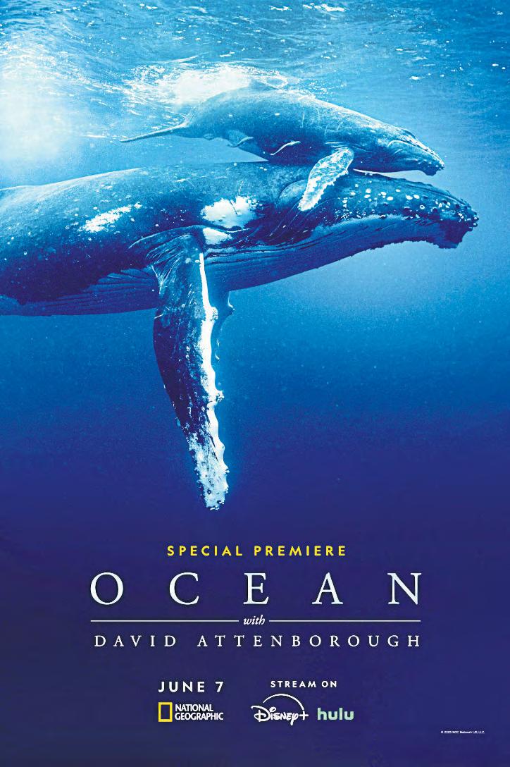 New Attenborough film showcases destruction, hope in planet's oceans