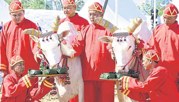 Sacred oxen predict bumper trade year
