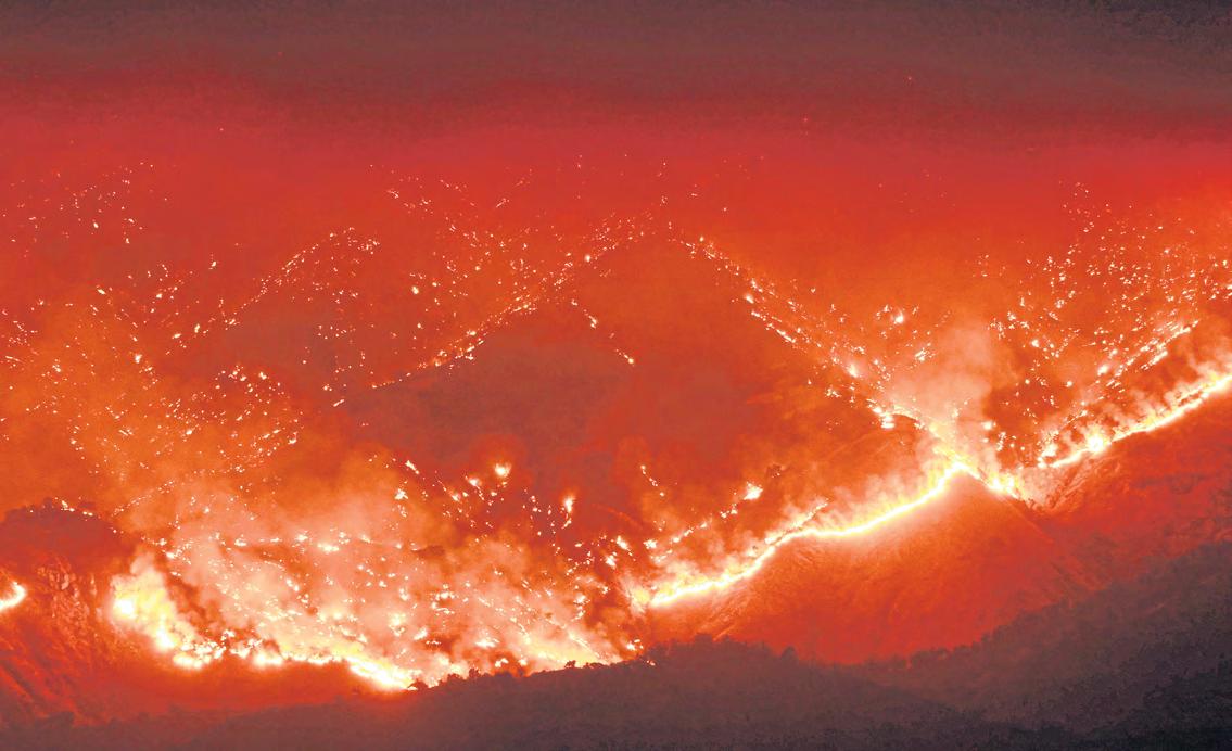 World's forests going up in flames