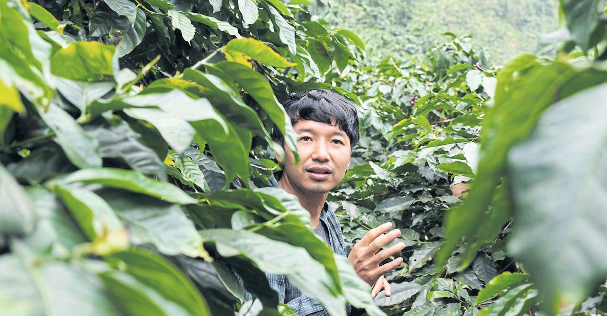 Speciality coffee prospects brewing nicely