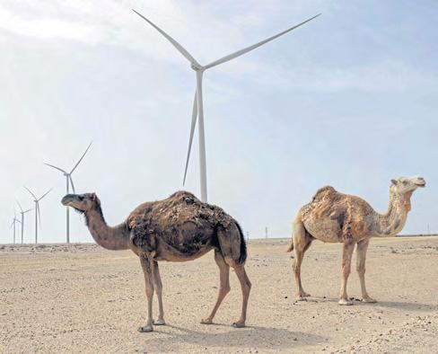 UK supports autonomy plan for Western Sahara