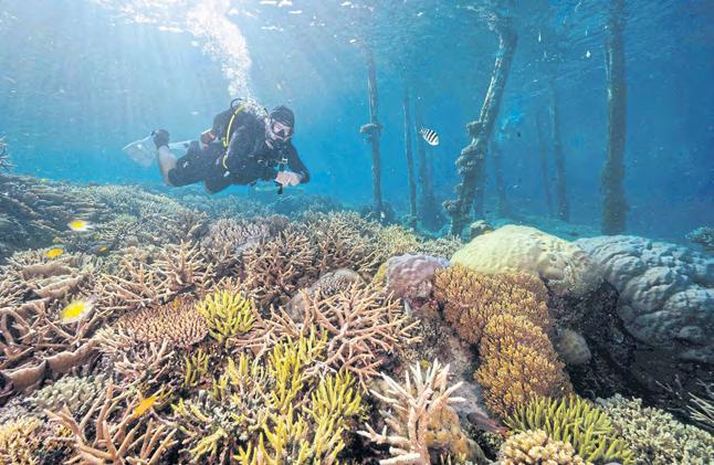 Govt to shut Raja Ampat mines