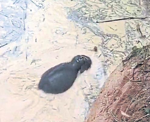 Daring pond rescue for baby elephant