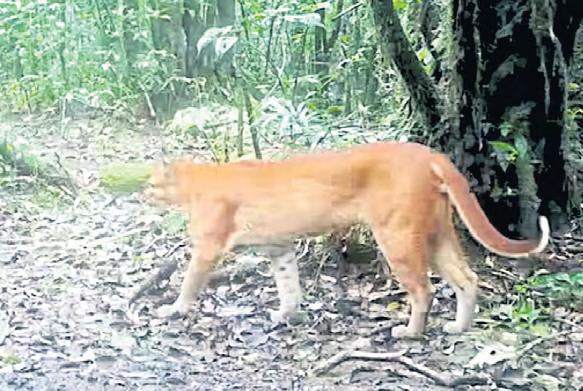 Camera trap captures endangered cat